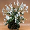 neofinetia falcata Nishidemiyako 西出都 Япония